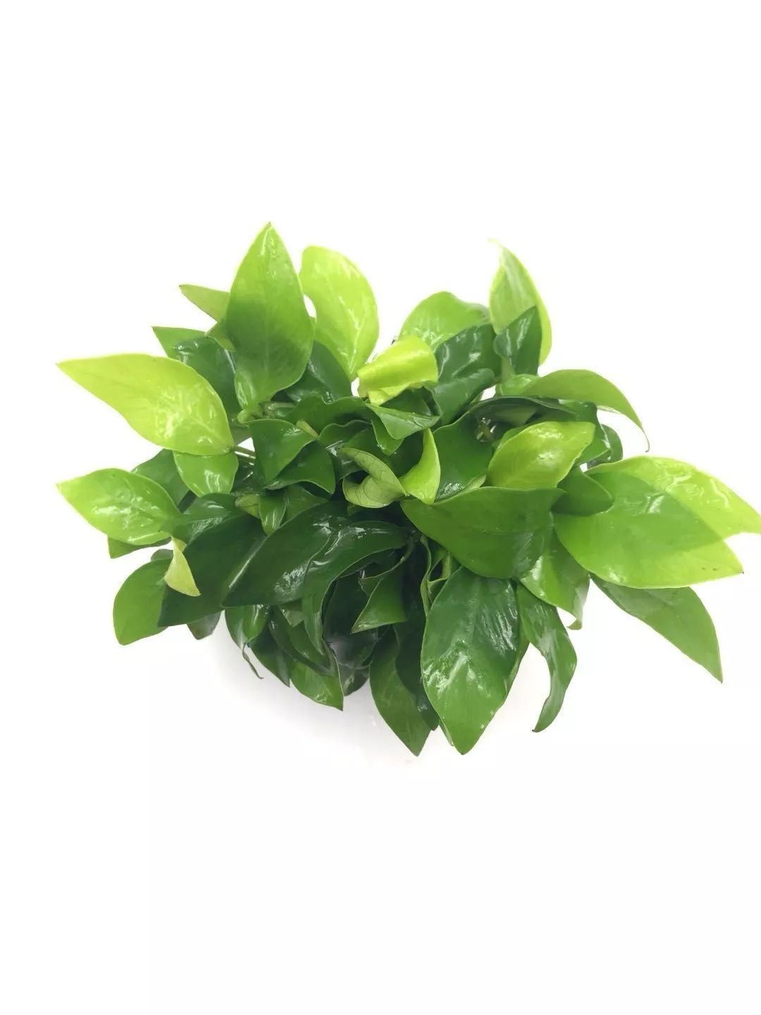 老王家的池塘视频,小型水榕水草推荐