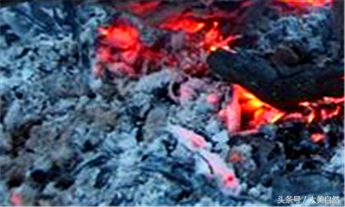 鱼塘虾太多了用什么能消灭,鱼塘虾的正确调理方法