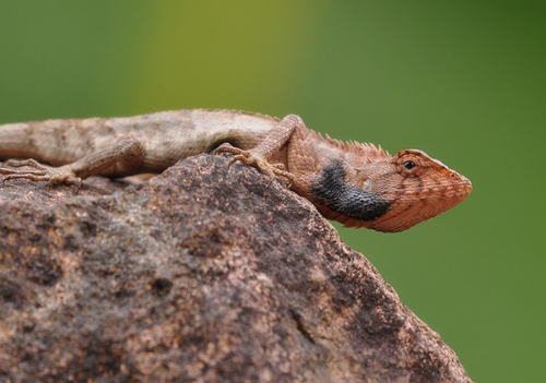 被雷公蛇咬了会死吗,公鸡脚被蛇咬的口子