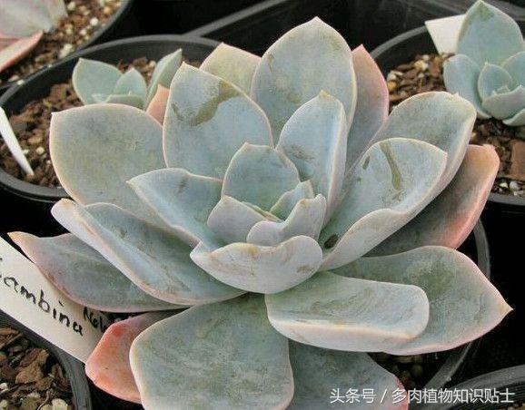 培育杂交植物,有哪些好养的杂交多肉