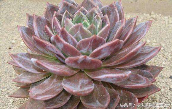 培育杂交植物,有哪些好养的杂交多肉