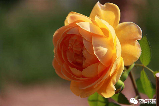 月季扦插苗和嫁接苗哪种好,买月季花是扦插苗好还是老桩好