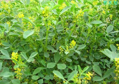 木犀草素x2抗过敏,木犀草素是木质素吗