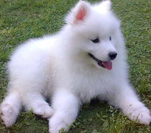 萨摩耶的饲养方法和注意事项,萨摩耶新手养的注意事项