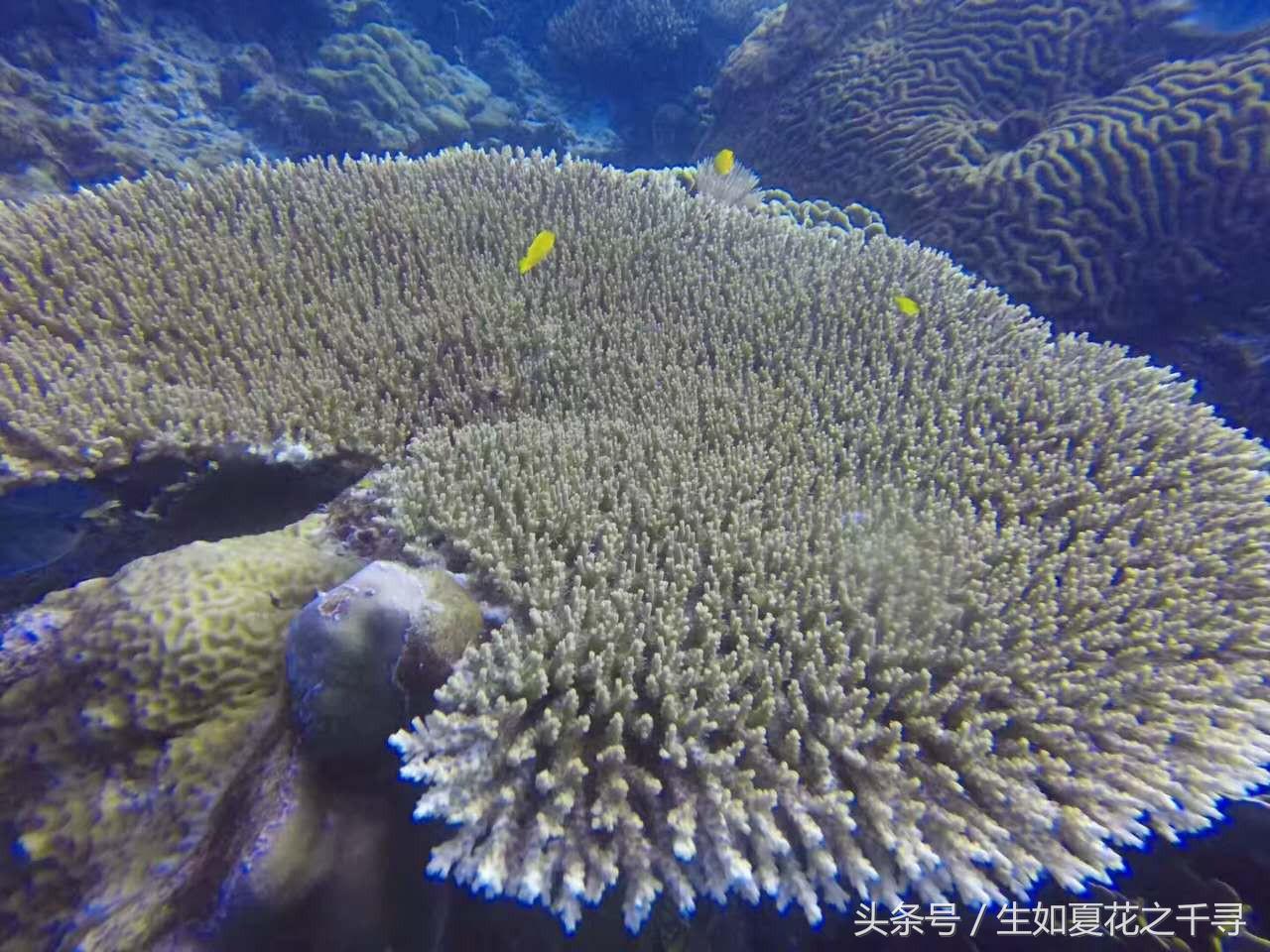 去兰卡威逗小鲨鱼，登嘉楼热浪岛浪一浪