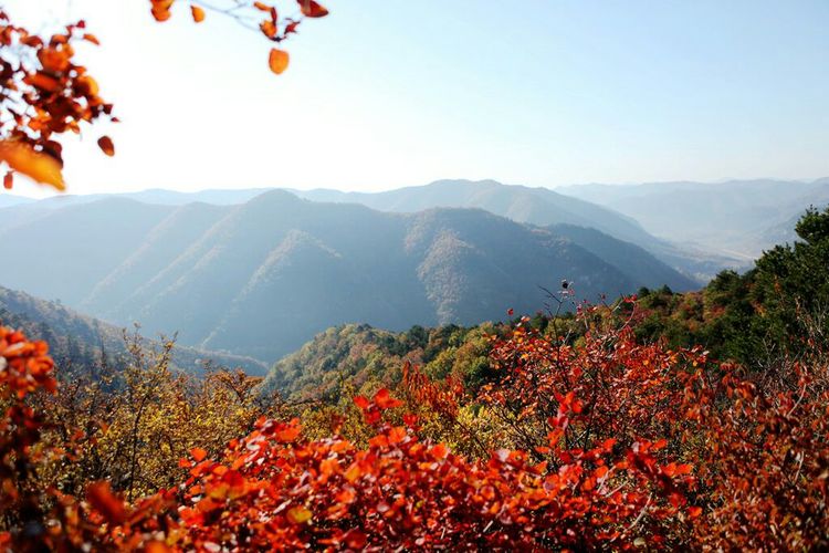 秋韵流过的晋城红