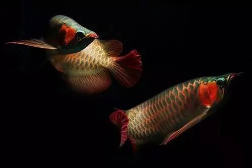 龙鱼食物有问题,什么食物对龙鱼有帮助