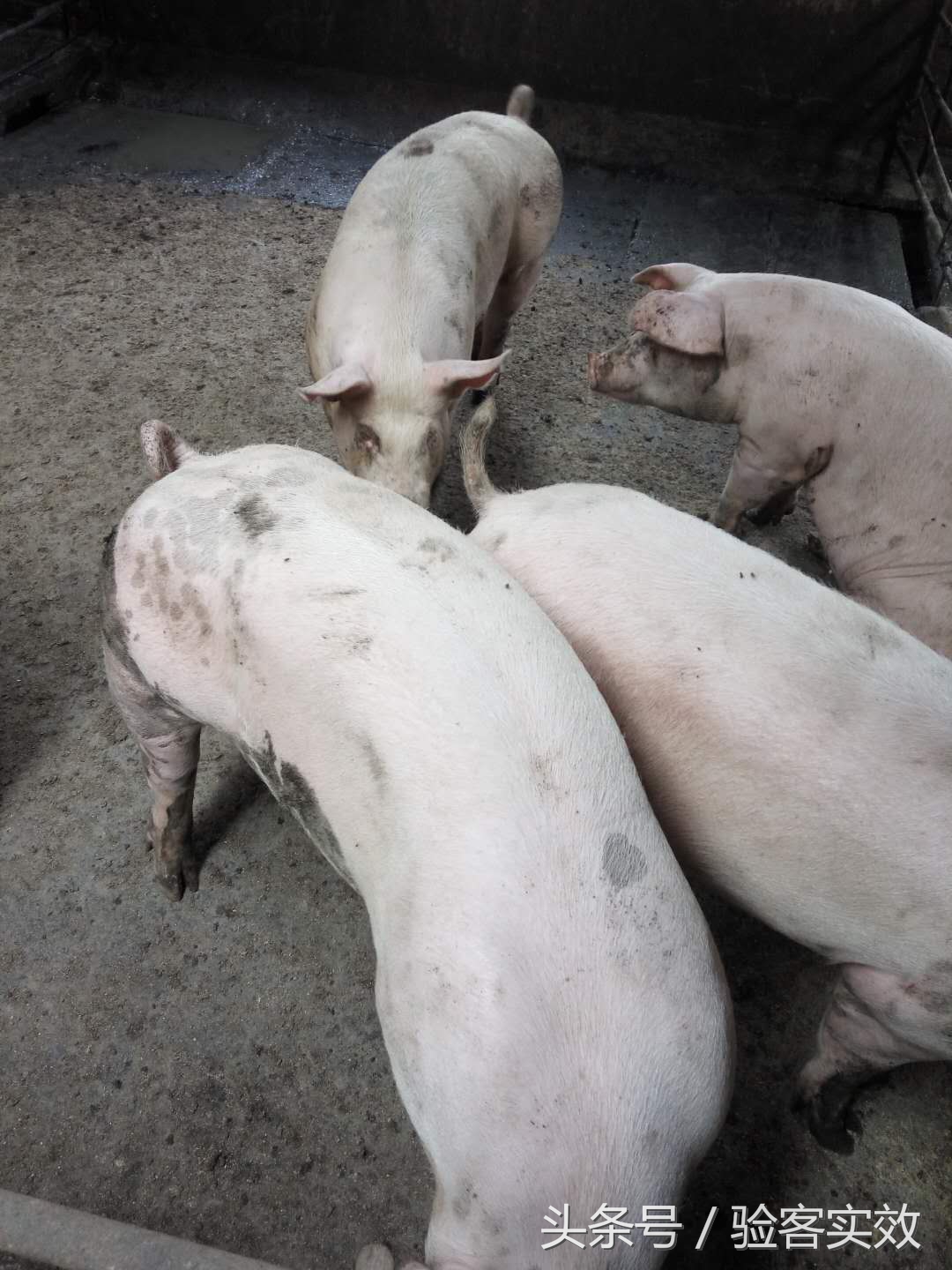 董广林母猪饲养,董广林养猪