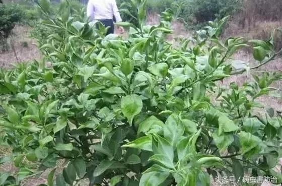 草甘膦除草后对西瓜有药害吗,怎样解除草甘膦对农田药害