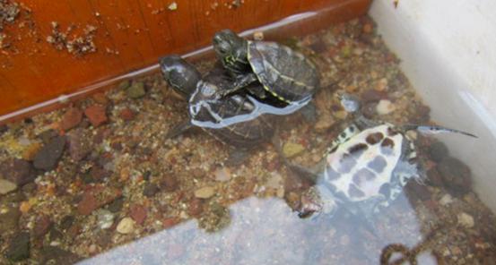 怎么挑选一只品相好的中华草龟,8招教你快速挑选乌龟中华草龟