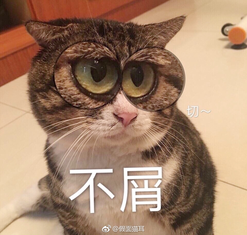 最近很火的猫咪表情包的猫叫什么,最近很火的猫表情包是什么品种的