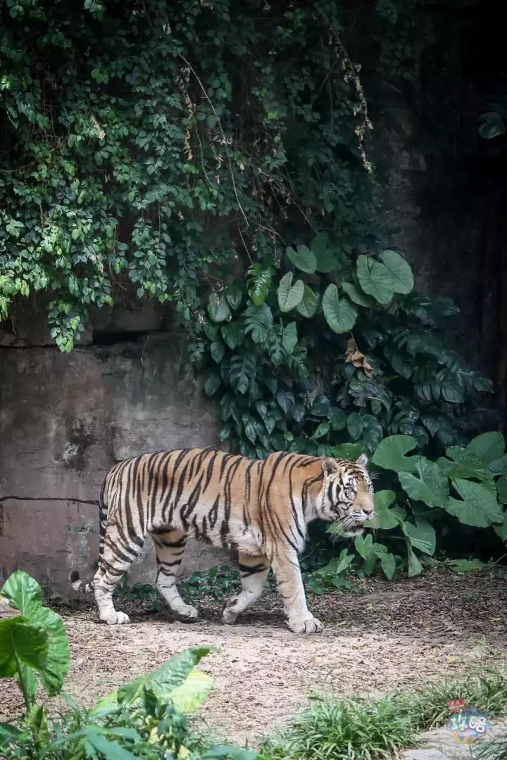 广州动物园的地图,广州动物园下一站去哪里