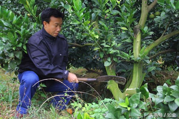 黄龙病那么严重种脐橙还有出路吗,果树黄龙病防治方法