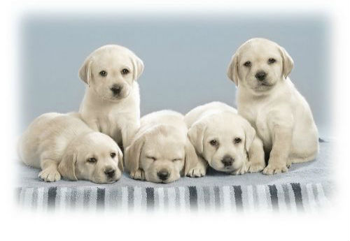 关于忠犬的9部电影推荐,看看有没有你家“那位”的影子