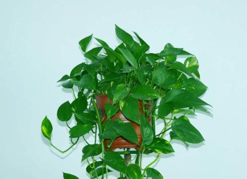 耐阴耐旱好养的室内盆栽,十大公认最好闻的盆栽