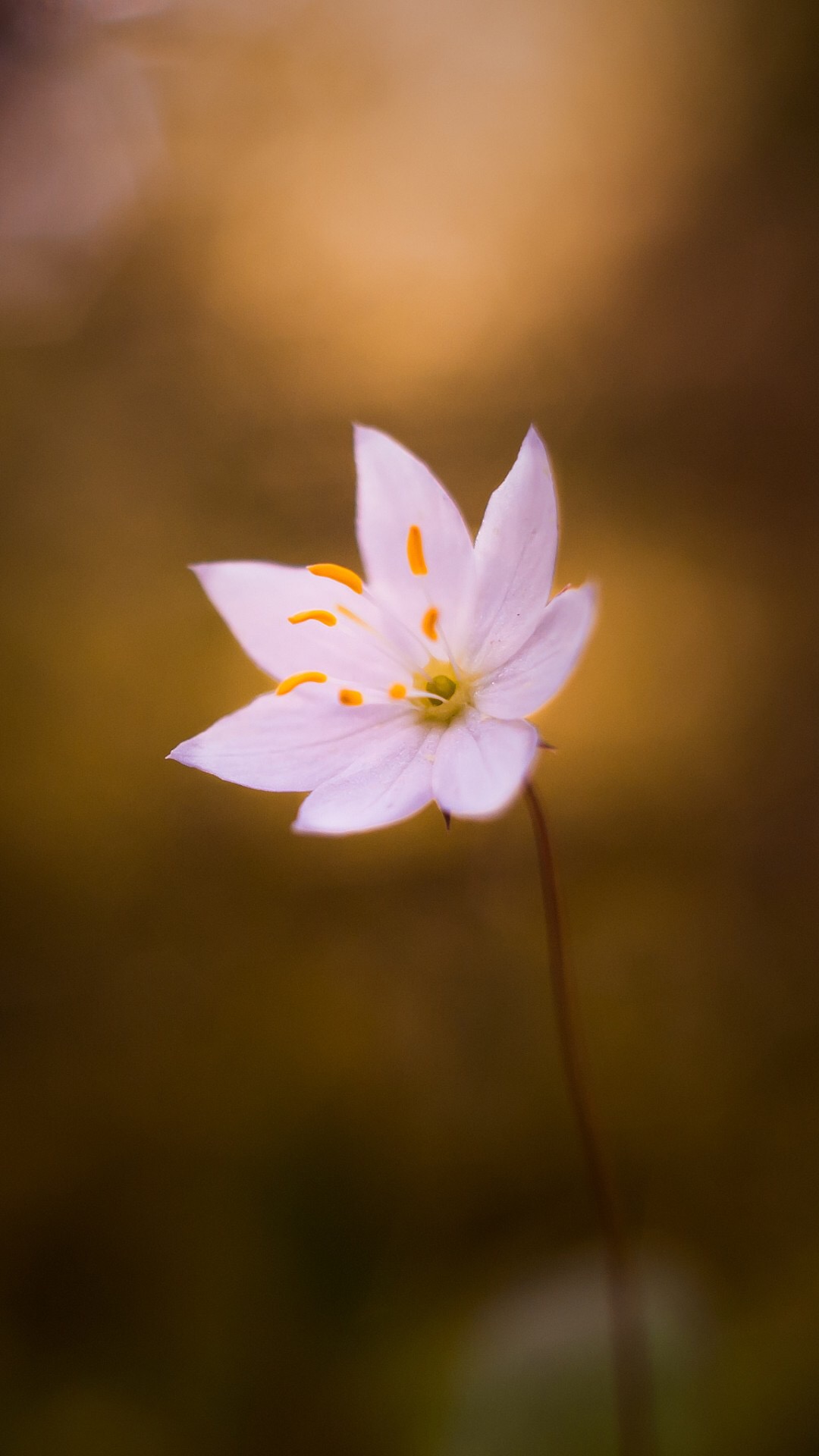 唯美1080×1920P高清壁纸锁屏画面待机背景图！请在wifi环境查看