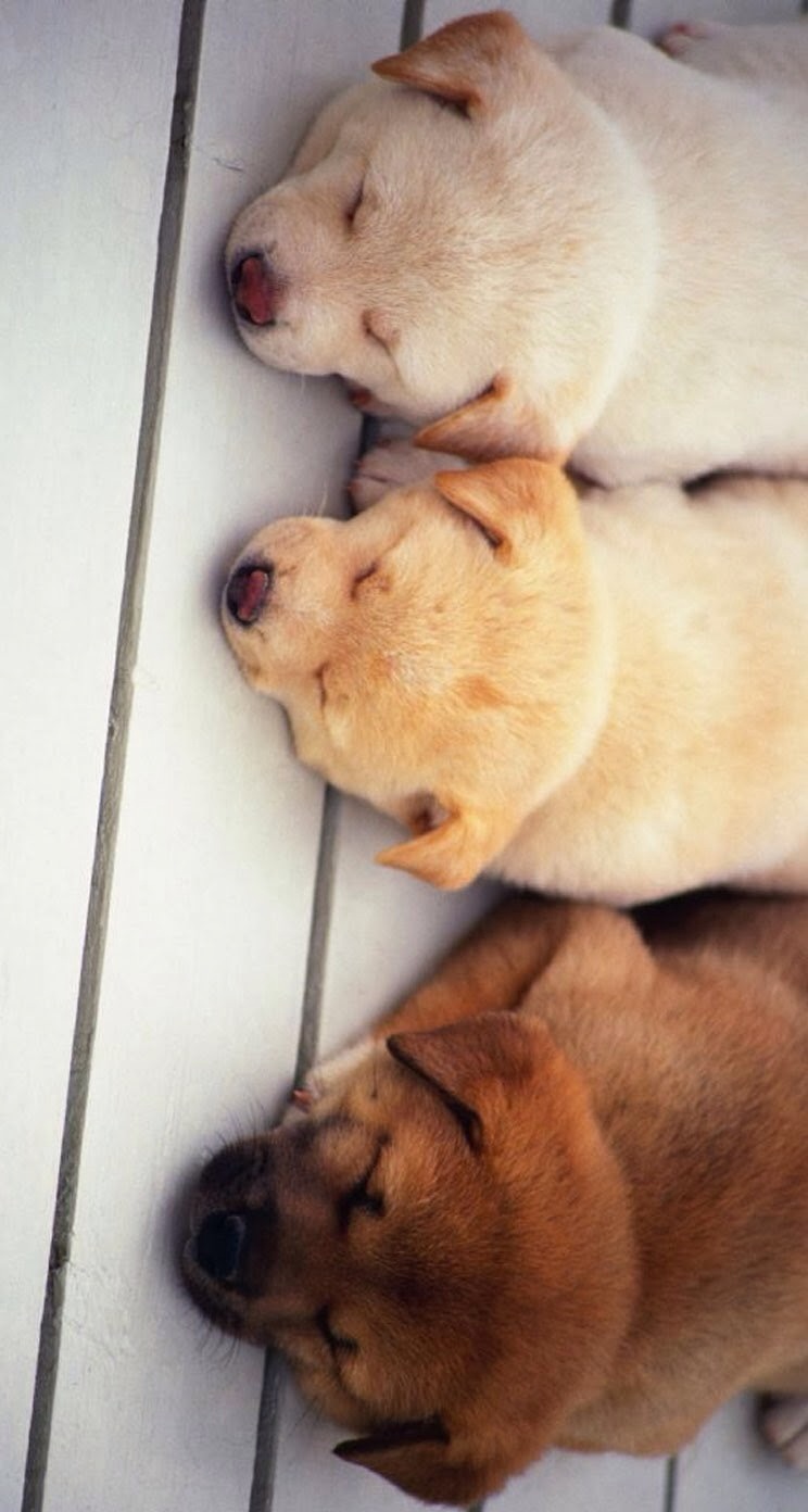 唯美1080×1920P高清壁纸锁屏画面待机背景图！请在wifi环境查看