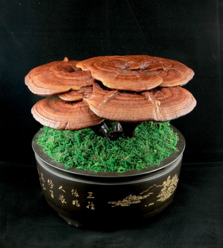 灵芝的含义,灵芝的寓意和典故