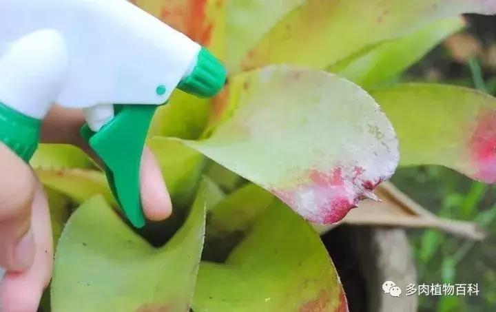 怎么防治多肉病虫害,多肉植物怎么预防白化病