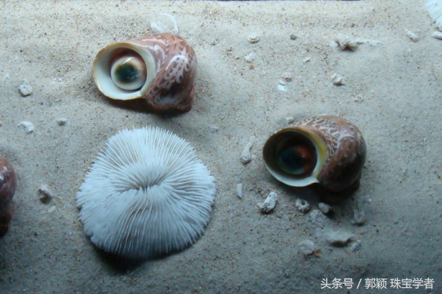 娴锋磱閲岀殑鍚勭缇庡懗铻冭煿,灏忕簿鐏靛悆铻冭煿