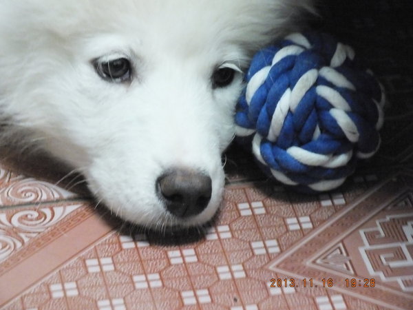 萨摩耶怎么训练狗不乱咬东西,怎样才能让萨摩耶咬狗