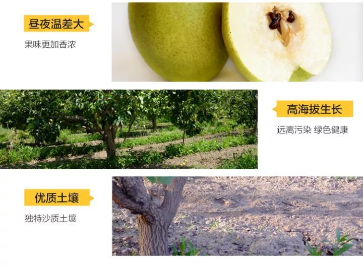 *疆新**库尔勒香梨：秋日滋阴去燥的宠儿