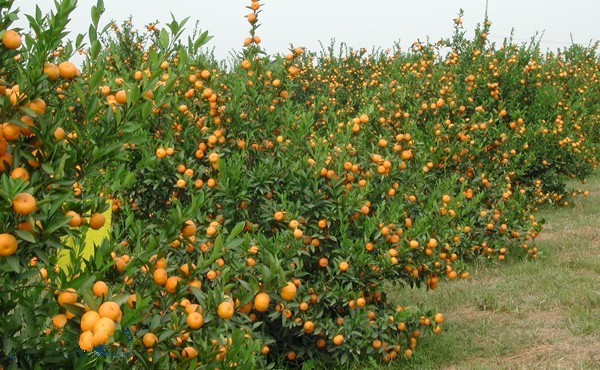 我的故乡彝族,我的故乡云南原唱