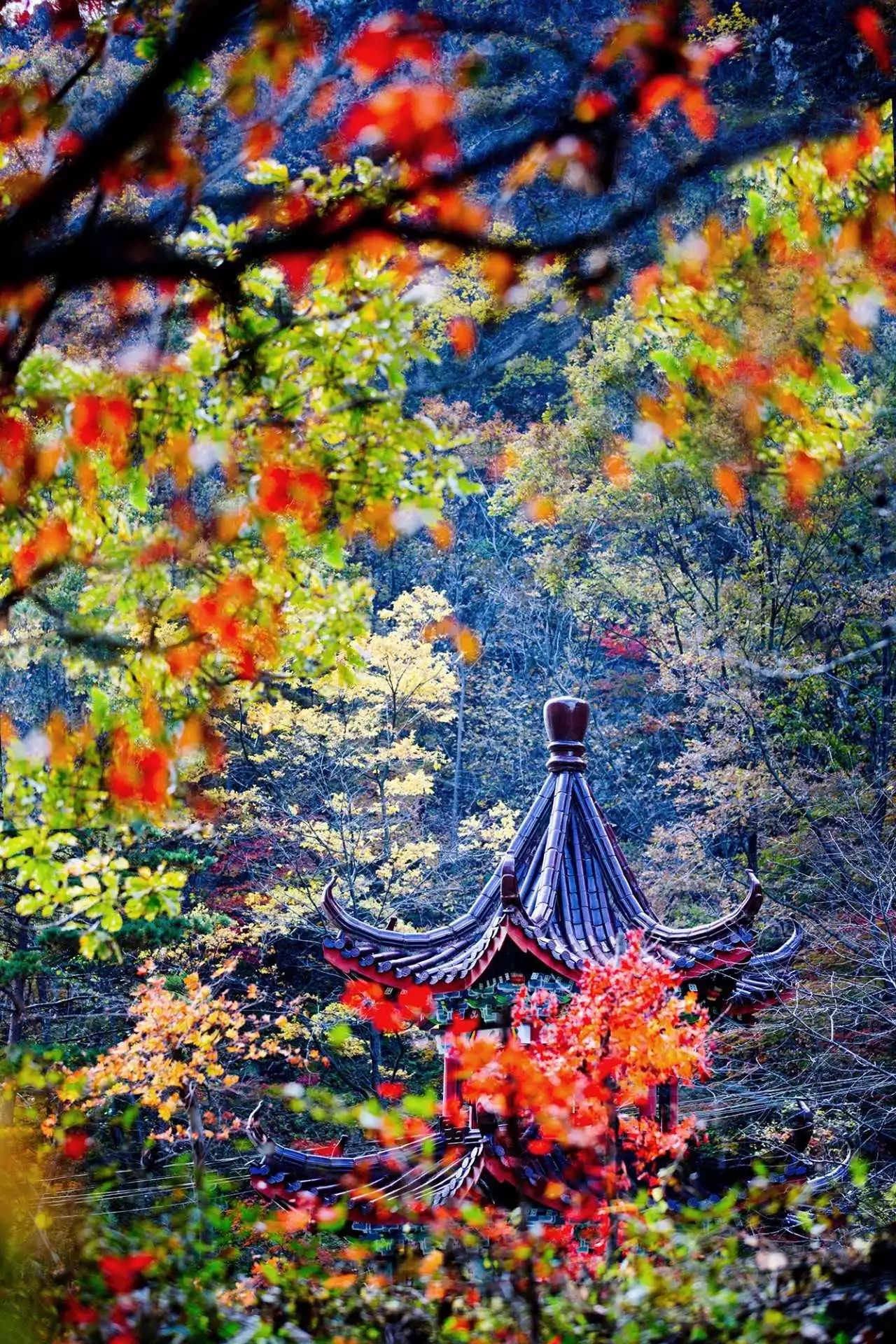 新鲜出炉~赏枫HOT！百名摄影家齐聚庄河天门山
