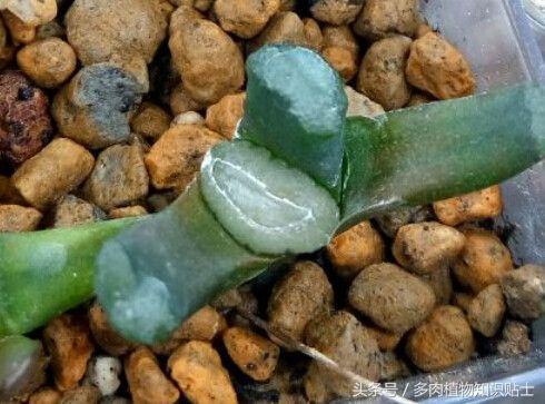 多肉植物有小黑飞怎么办,怎么消灭多肉植物上的白虫