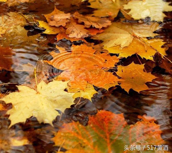 阿胶黄酒可以驱寒吗,黄酒浸泡阿胶完整做法