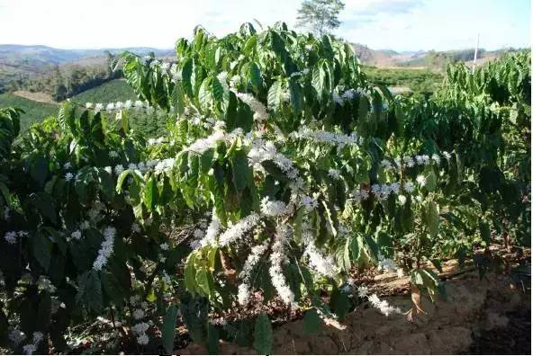 咖啡罗布斯塔口感介绍,喝罗布斯塔咖啡的感受