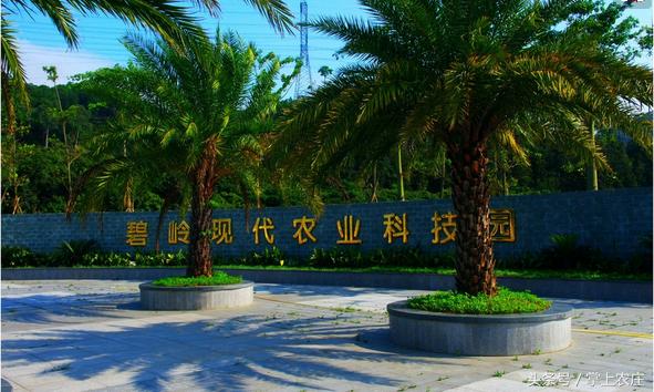 小萌豆自然学堂碧岭营地的蜜蜂课堂