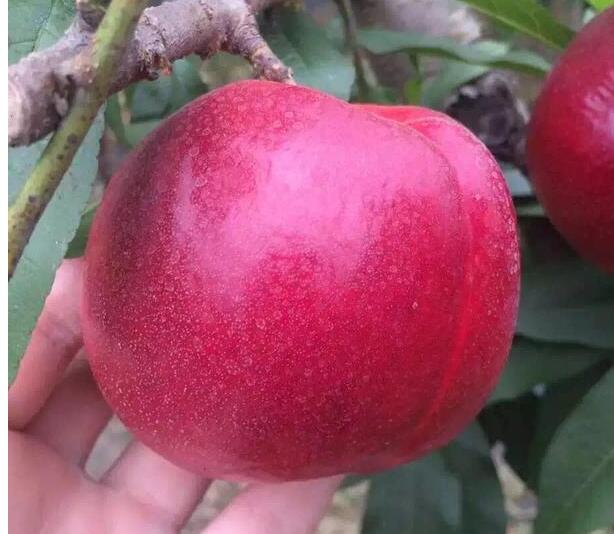 大棚油桃硬核期需要什么营养,大棚油桃经济效益