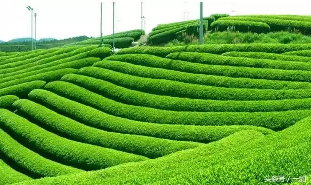 抹茶粉是怎么样制作的,抹茶粉一般是什么绿茶做的