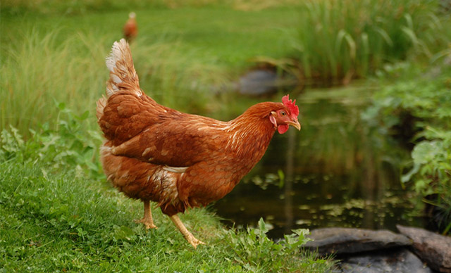 惠州能带走的特产推荐,惠州旅游特产