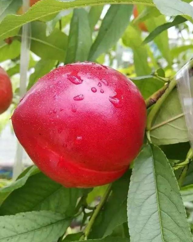 大棚油桃硬核期需要什么营养,大棚油桃经济效益