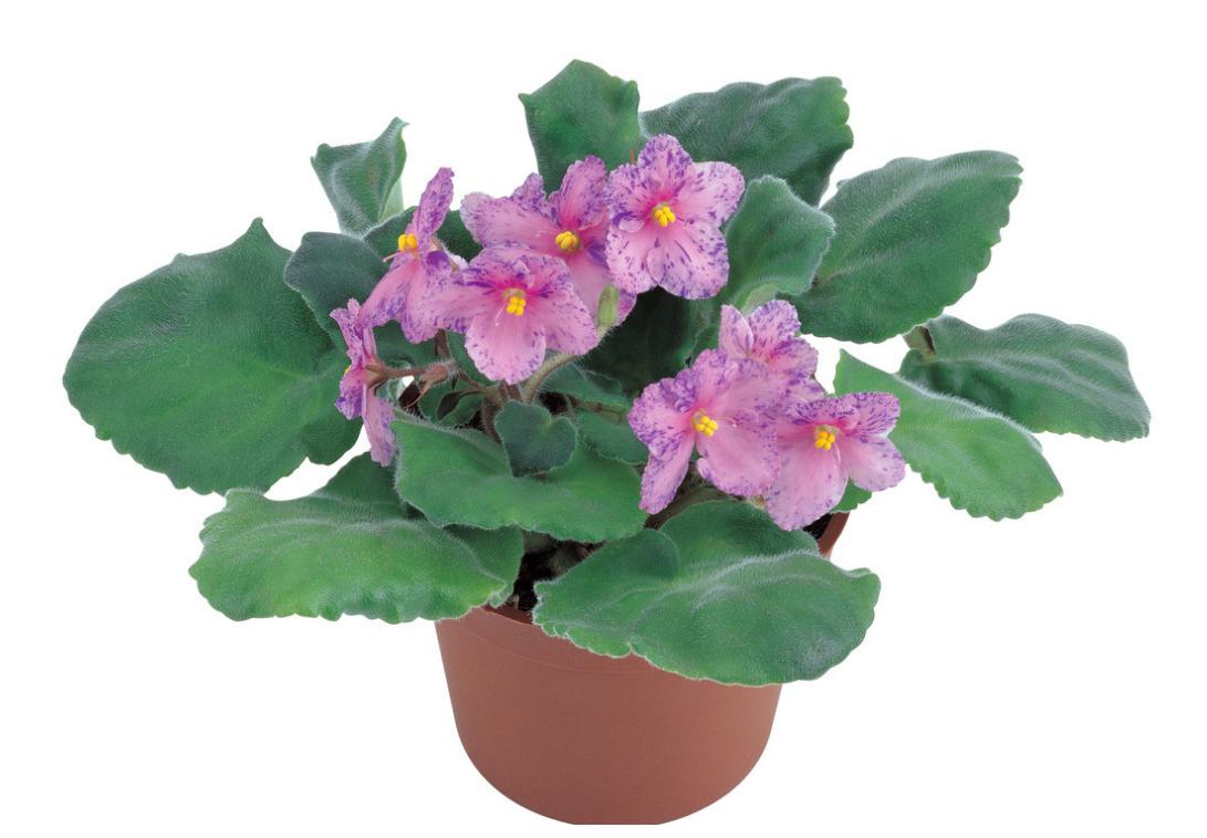 紫罗兰花草作用及功效与禁忌,紫罗兰花卉怎样养护和管理