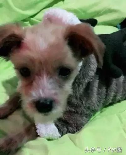 领养了一只狗发现不适合怎么办,幼犬得了细小宠物医院放弃治疗