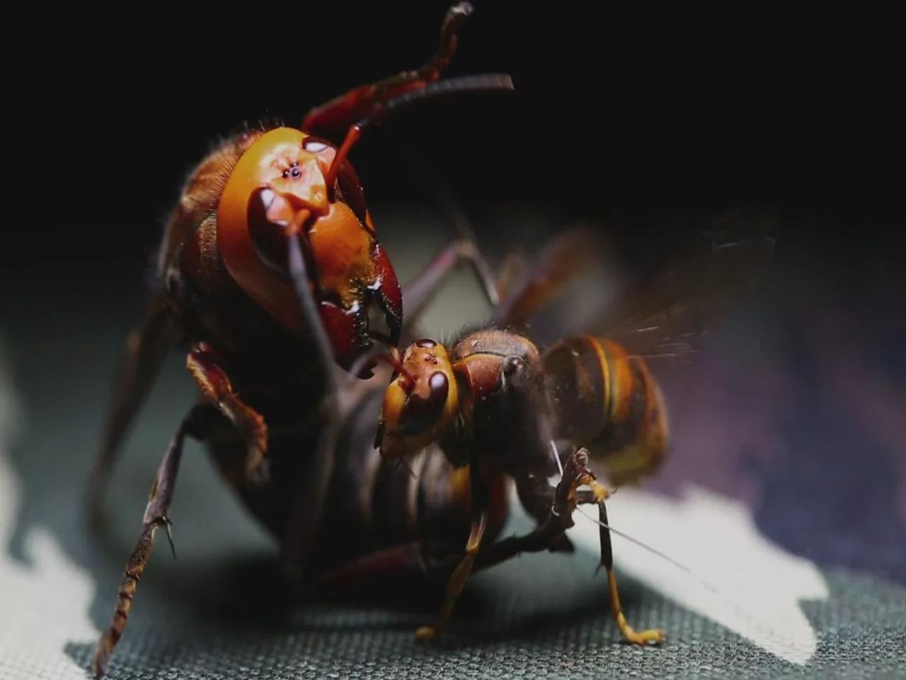 小伙伴们准备好了吗配音,小伙伴们准备好了吗语音