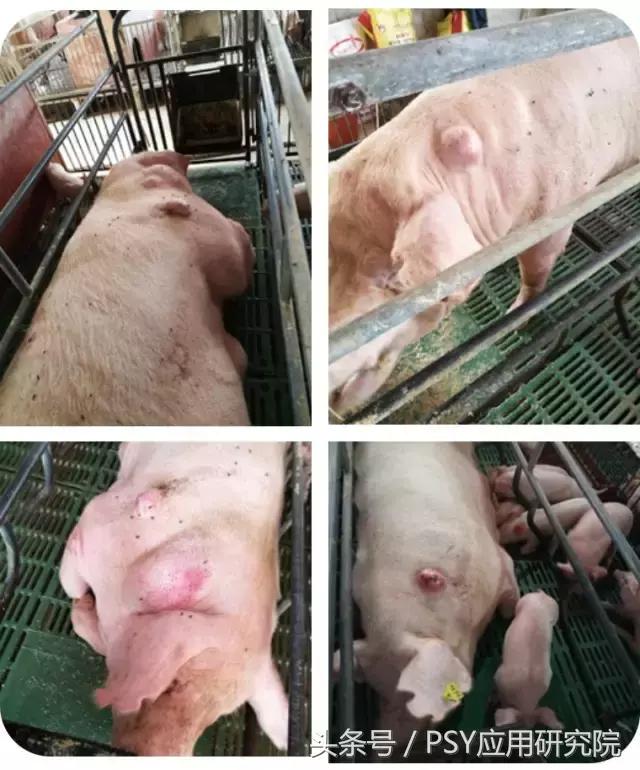 母猪子宫内膜炎不吃料怎么办,猪场母猪子宫炎症较多怎么办