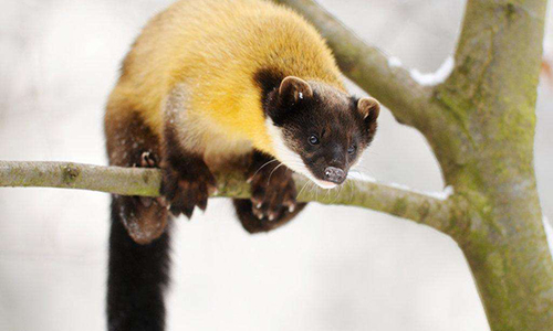 东北十大特产叫什么名字,盘点你绝对没吃过的东北特产