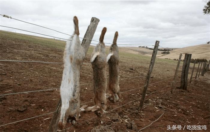 美味的兔子在澳洲成了祸害，澳大利亚人苦不堪言