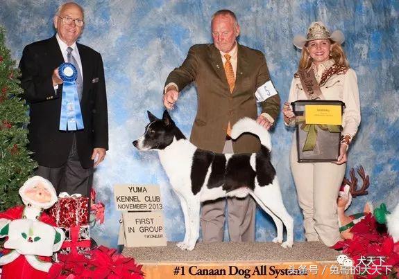 大型迦南犬,你不认识的宠物