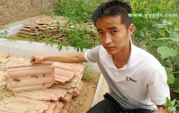 蝎子仿野生大棚,仿野生蝎子养殖舍建造