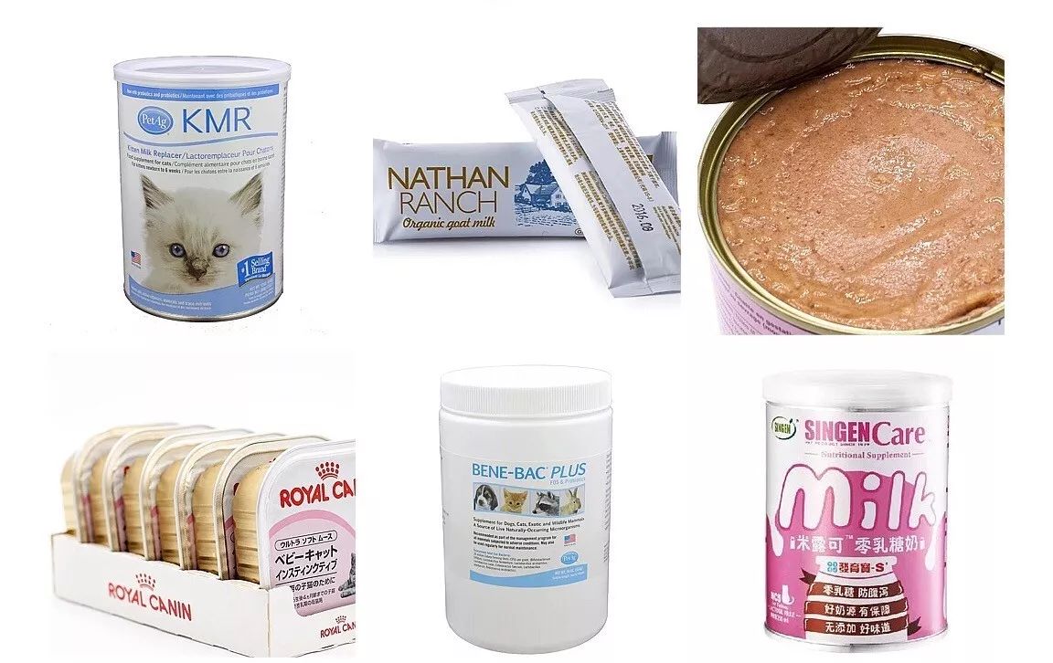 怎么照顾小奶猫最好,照顾小奶猫