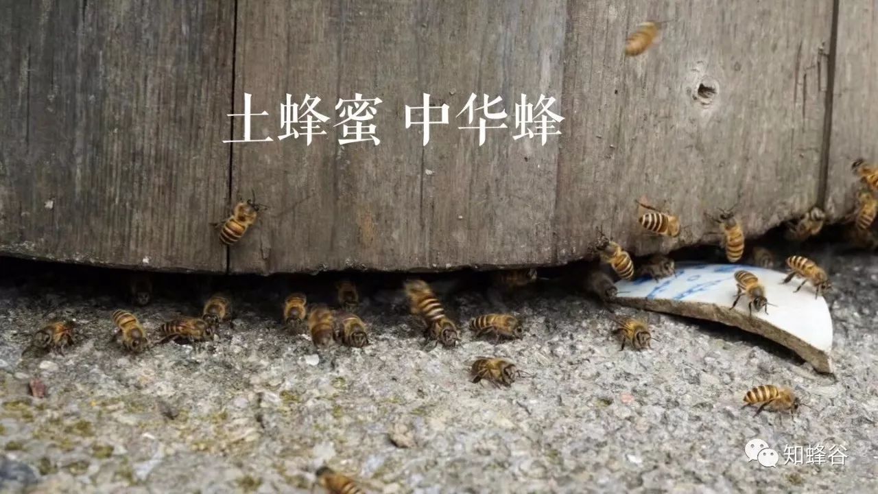 鍐滃铚傝湝娑﹁偤姝㈠挸,瀹㈠姝㈠挸铚傝湝