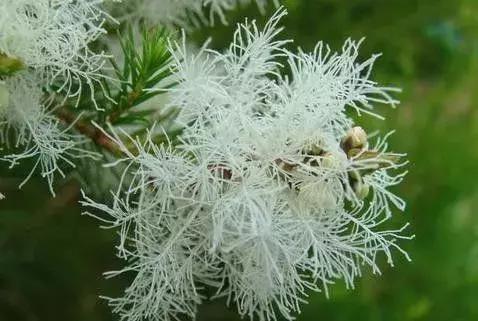 成分分析技术文丨居家杀菌消毒该用什么精油