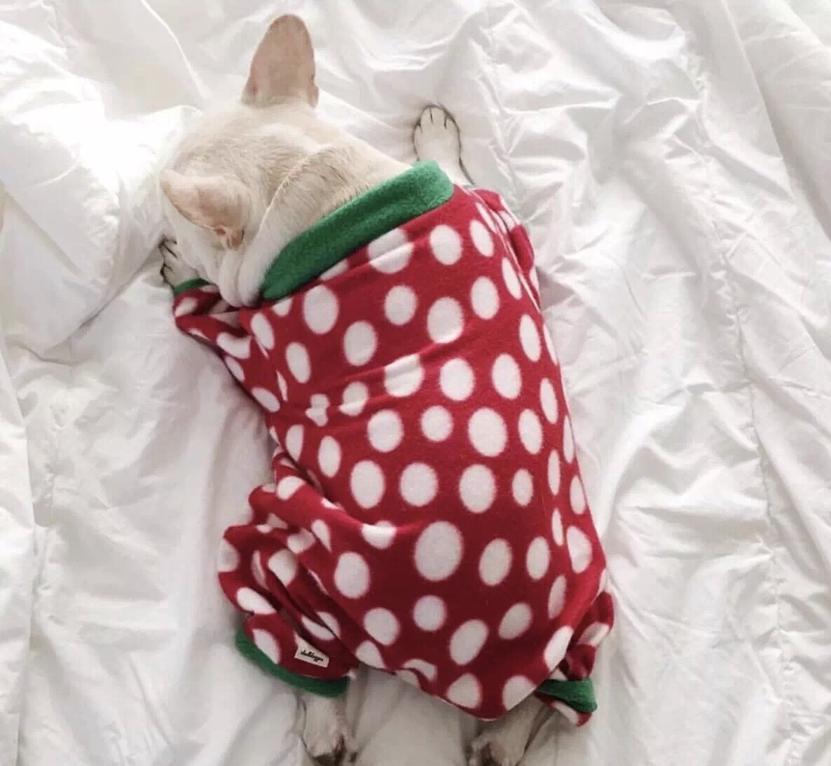 法国斗牛犬怎么护理皮肤,法国斗牛犬冬天要穿衣服吗