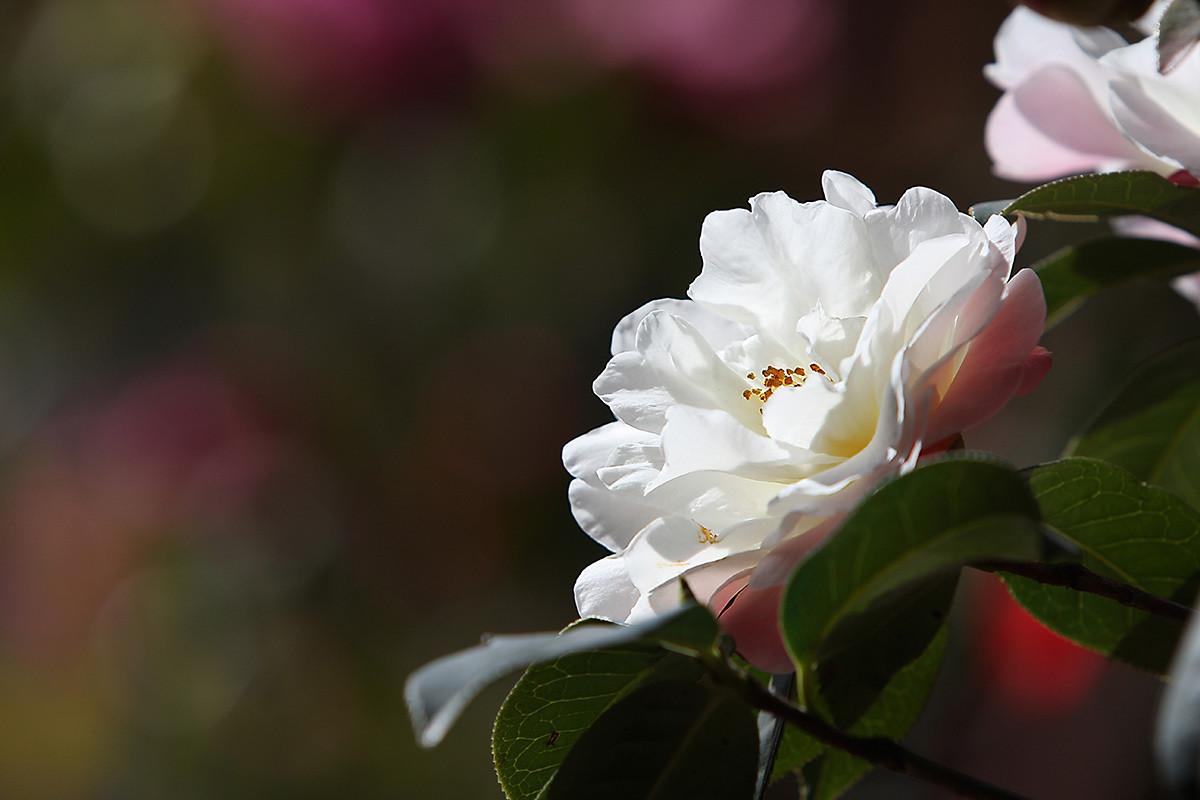 红楼梦里写大马猴,红楼梦大马猴在第几页