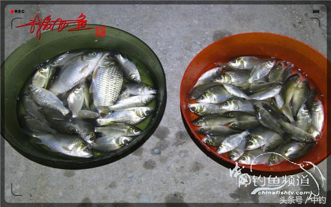 狂拉大板鲫的快乐,狂拉小鲫鱼钓鱼视频